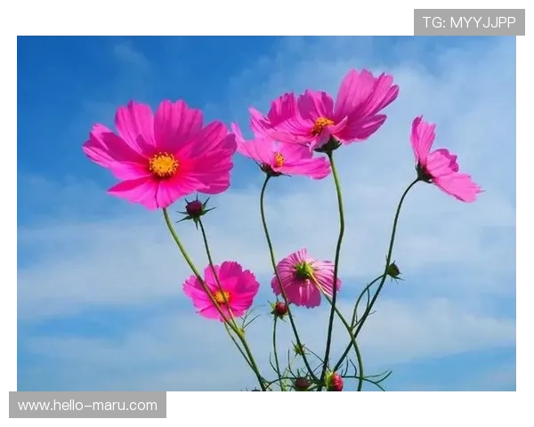 精选实用的开运备用网址内容助你改善运势开启新人生 精选实用的开运备用网址内容助你改善运势开启新人生